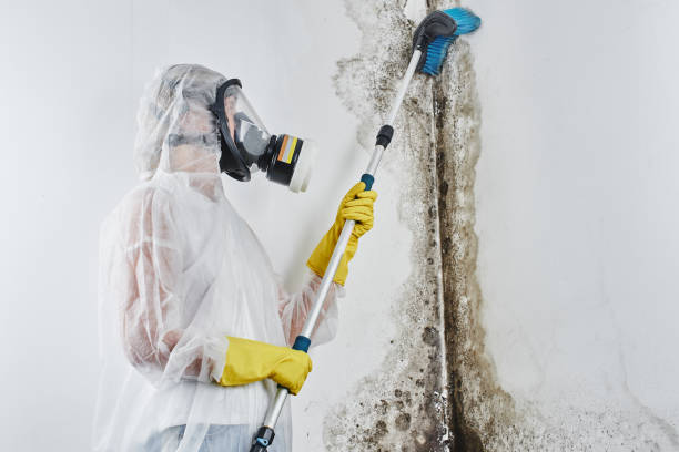 Best Toxic Mold Removal  in Douglas, AZ