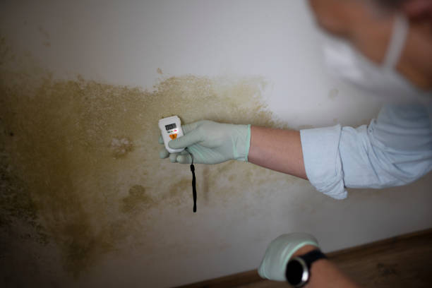 Best Office Mold Removal Services  in Douglas, AZ