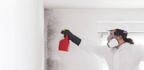 Best Certified Mold Removal  in Douglas, AZ