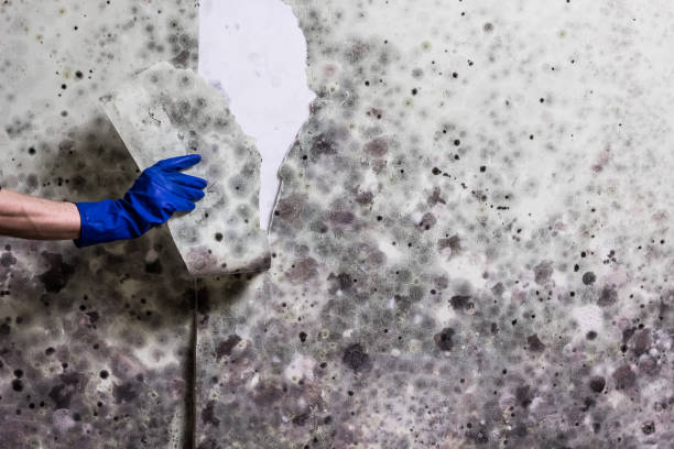 Best Mold Damage Repair  in Douglas, AZ