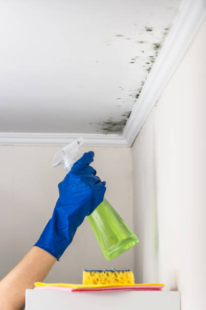 Best Attic Mold Removal  in Douglas, AZ